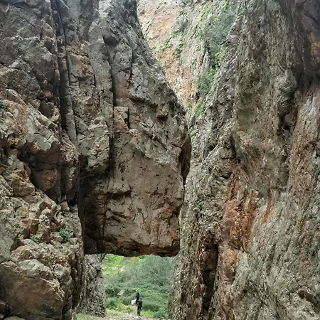 L'araucaria La Maddalena (Cagliari)